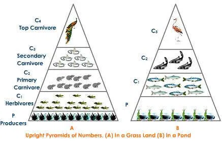 OCS Prelim 2024 (Answer Keys & Detailed Explanation) 9 word image 9185 9